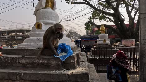 Macaque-monkey-sitting-in-front-of-a-white-stupa-eating-rice-from-a-blue-plastic-bag