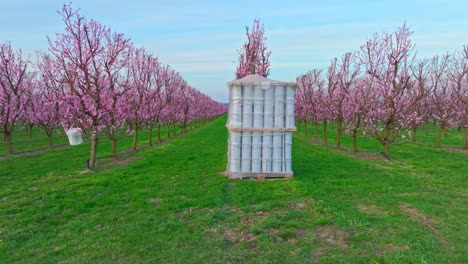 Fire-Pot-Heaters-In-The-Orchard-Of-Apricot-Trees-Flowering-In-Mid-winter