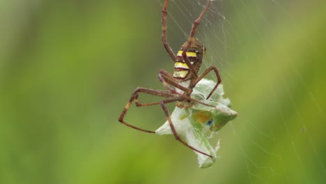 St.-Andreaskreuz-Weibliche-Spinne-Hält-Sich-An-Gottesanbeterin-Fest,-Die-Im-Netz-Gefangen-Ist,-Tagsüber-Sonnig-Australien-Victoria-Gippsland-Maffra-Seitenaufnahme-Aus-Nächster-Nähe