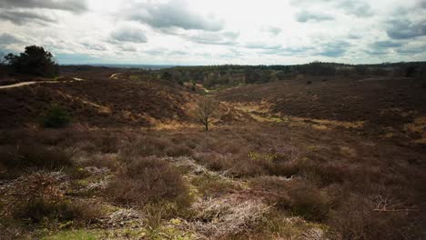 Braune-Heide-Im-Hügeligen-Veluwe,-Berühmtes-Heideland-Wahrzeichen-In-Holland,-Weite-Sicht