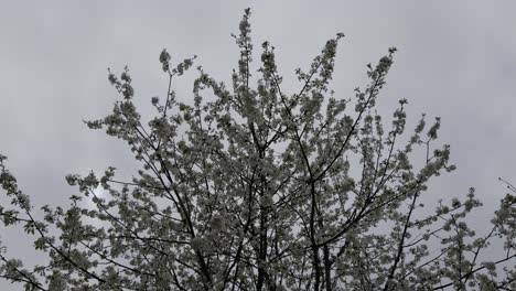 Hermosas-Ramas-De-Manzanos-En-Flor-Con-Cielo-Gris-En-Galicia,-España