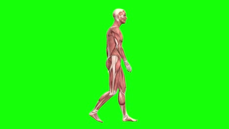 3D-Anatomie-Der-Männlichen-Muskeln-Beim-Gehen-Auf-Grünem-Bildschirm,-Nahtlose-3D-Animation,-Seitenansicht