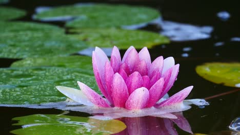 lotus-flower-in-a-pond