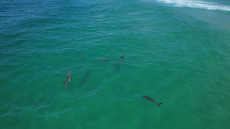 Bottlenose-Dolphins-Near-Fingal-Headland-In-Australia---Drone-Shot