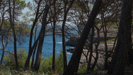Majestic-pines-framing-serene-Mediterranean-coast