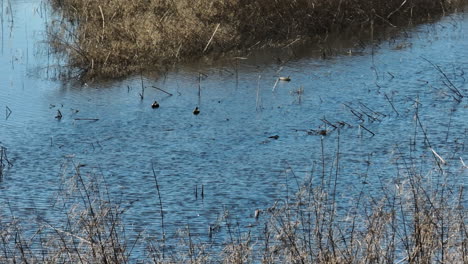 Schwimmende-Stockenten-Im-Bell-Slough-State-Wildlife-Management-Area,-Mayflower,-Arkansas,-USA