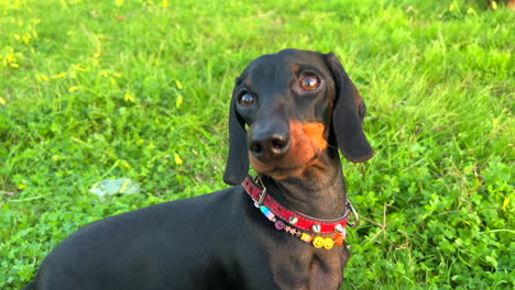 Cute-black-dachshund-dog-with-a-necklace-looking-around-and-standing-on-green-grass-in-a-park,-sweet-wiener-dog,-sausage-dog-pet,-4K-shot