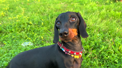 Lindo-Perro-Salchicha-Negro-Con-Un-Collar-Mirando-Alrededor-Y-Parado-Sobre-Hierba-Verde-En-Un-Parque,-Perro-Salchicha-Dulce,-Mascota-Perro-Salchicha,-Toma-De-4k