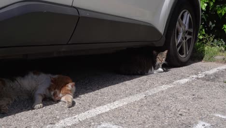 Schmutzige-Straßenkatzen-Ruhen-Im-Schatten-Unter-Dem-Auto