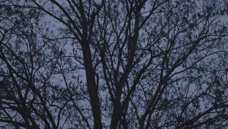 Statischer-Blattloser-Baum-Im-Dunklen-Abendlicht,-Silhouette-In-Der-Natur