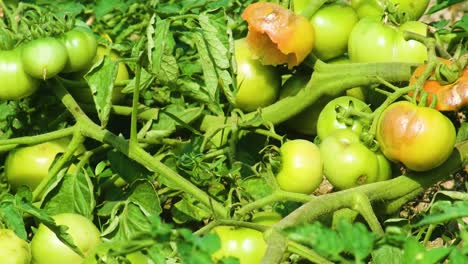 Unreife-Tomaten-Am-Strauch-Im-Sonnigen-Garten,-Nahaufnahme-Mit-Blättern