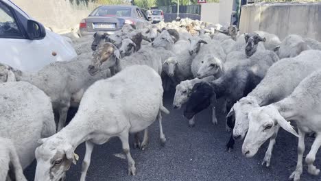 A-flock-of-sheep,-including-Katahdin,-Harri,-Dorper,-Sarda,-and-Churra-breeds,-are-guided-down-a-narrow-street-in-a-rural-Sicilian-village-by-watchful-sheepdogs