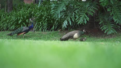 A-baby-domestic-peacock,-Pavo-cristatus,-walks-through-a-grassy-yard