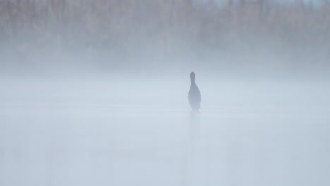 Pequeño-Cormorán-En-Perca-En-La-Mañana-Brumosa-En-El-Lago