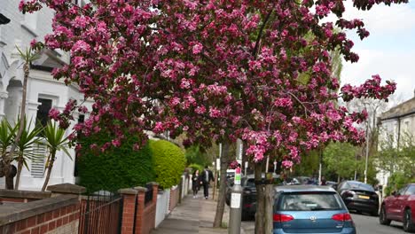 Pink-Flowers-in-April,-London,-United-Kingdom