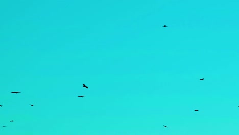 Migratory-birds-flying-in-clear-turquoise-teal-sky-in-Southeast-Asia