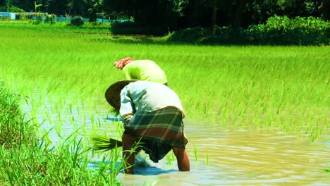 Two-farmers-planting-rice-seedlings,-poor-third-world-labor-work,-static-view