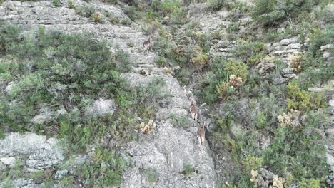 3-young-iberian-ibex-climbing-through-a-mountainous-landscape-in-Castellon,-SE-Spain