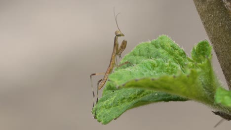 Praying-Mantis-Looking-Off-into-the-Distance-with-Forelegs-Held-Close-to-Body-and-Antenna-Blowing-in-the-Wind