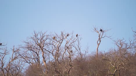 A-family-of-White-rumped-vulture-or-Gyps-bengalensis-bird-perching-or-resting-in-its-nest-on-a-tree-branch-in-Ghatigao-area-of-Madhya-Pradesh-India