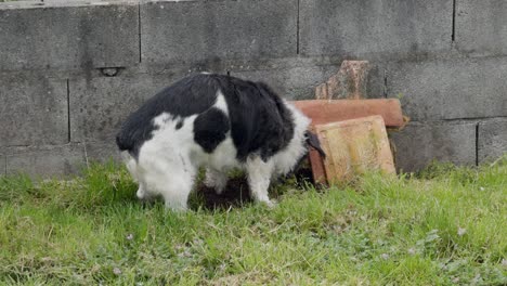 Süßer-Schwarz-weißer-Hund,-Der-Einen-Gegenstand-Unter-Fliesen-Im-Hinterhof-Vergräbt