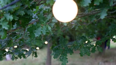 Close-up-slow-motion-of-green-oak-leaves-with-a-softly-background-illuminated-by-warm,-glowing-lights