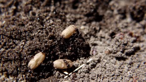 Hormigas-Negras-De-Jardín-Que-Llevan-Capullos-En-Un-Nido-Perturbado