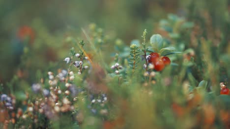 Soft-carpet-of-moss-and-tiny-cranberry-shrubs-with-ripe-berries-in-autumn-tundra