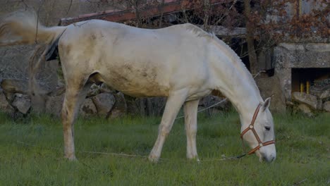 Beautiful-White-Horse-Eating-Grass-In-An-Old-Farm-In-Galicia,-Spain