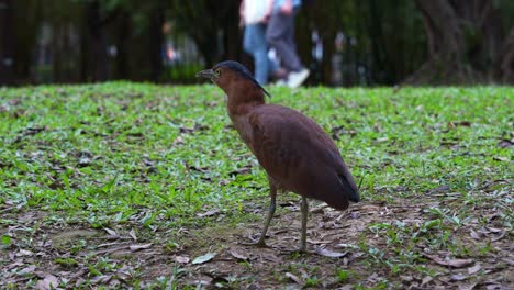 Malayan-Night-Heron-Walking-On-Parkland