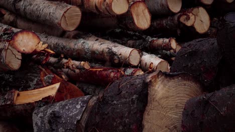 Stacked-Of-Firewood---Freshly-Cut-Logs