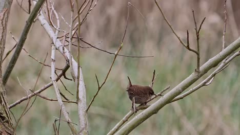 Wren-hopping-nervously-on-a-branch