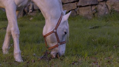 Süßes-Weißes-Pferd,-Das-Friedlich-Gras-Auf-Einer-Wiese-Eines-Bauernhofs-In-Galicien-Frisst