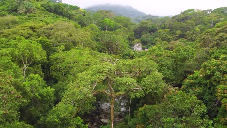 Panoramic-aerial-footage-over-the-rainforest,-ending-in-a-close-up-of-a-tree-canopy
