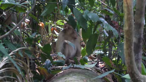 Los-Macacos-Coleta-Son-Pequeños-Primates-Marrones-Nativos-Del-Sudeste-Asiático.