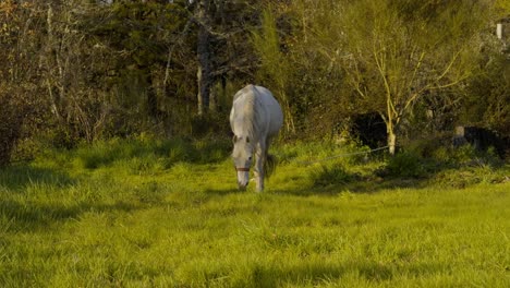 Atemberaubendes-Weißes-Pferd,-Das-Auf-Einer-Sonnigen-Wiese-In-Galicien,-Spanien,-Spaziert-Und-Isst