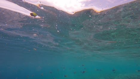 Fischschwarm-Unter-Der-Meeresoberfläche-Mit-Wellen