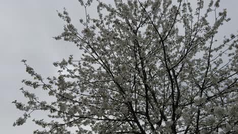 Astonishing-Blooming-Apple-Tress-With-White-Flowers-On-Rainy-Day-in-Galicia