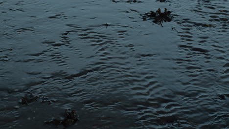 Flaches-Wasser,-Das-Bei-Sonnenuntergang-In-Wellen-Um-Seegras-Am-Sandstrand-Fließt,-Handheld