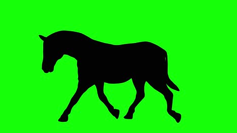 A-silhouette-of-a-zebra-walking-on-green-screen,-side-view
