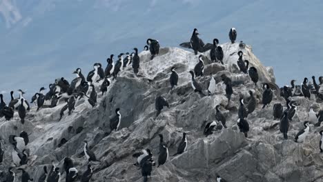 Big-group-of-cormorants-in-a-rock-in-Ushuaia,-Argentina