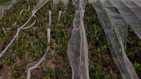 Blue-wraps-of-bulbs-in-plants-below-white-transluscent-covering-in-nursery-field