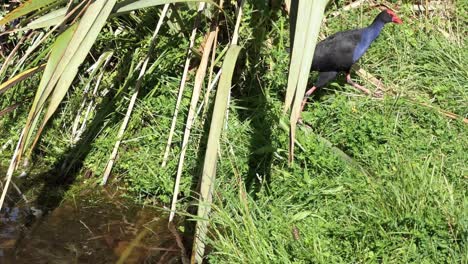 Ein-Wunderschön-Gefärbter-Pukeko-Verlässt-Das-Seewasser-Und-Läuft-Vorsichtig-über-Das-Gras