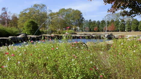 Decorative-pink-and-white-perennial-flowers-near-a-water-fountain-at-public-park