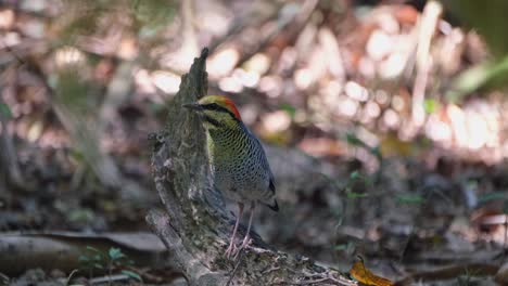 Die-Kamera-Zoomt-Heran,-Während-Dieser-Vogel-Nach-Links-Blickt-Und-Auf-Einem-Umgestürzten,-Morschen-Ast-Thront,-Blauer-Pitta-Hydrornis-Cyaneus,-Thailand