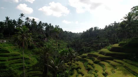 Rice-Terraces-On-Lush-Mountain-In-Countryside-Of-Bali-In-Indonesia