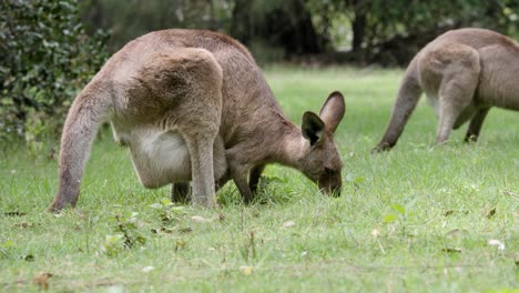 Tourist-sightseeing-walk-past-a-mother-and-Joey-Kangaroo-feeding-in-a-grassy-field