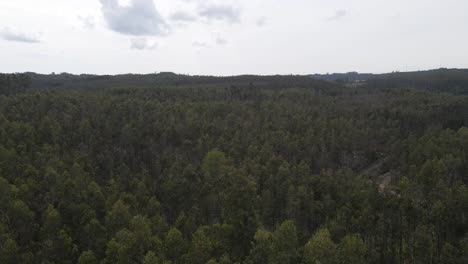 Aerial-view-of-an-eucalyptus-plantation-on-a-top-of-the-hill-for-the-paper-industry