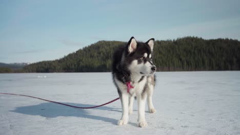 Alaskan-Malamute-Dog-On-Snow-Looking-Away-On-Sunny-Day