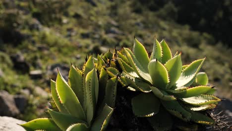 Close-up-on-a-beautiful-wild-Mexican-cactus-in-the-sun